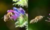 Hoplitis sp.